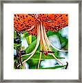 Leopard Lily Framed Print