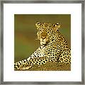 Leopard Masai Mara Kenya Framed Print