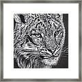 Adams Leopard - Pastel Framed Print