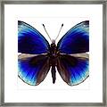 Leprieur's Glory Butterfly Framed Print