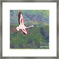 Lesser Flamingo Phoenicopterus Minor Flying Framed Print