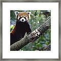 Lesser Panda China Framed Print