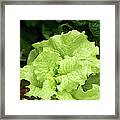 Lettuce Growing In The Garden Framed Print