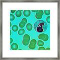 Leukocyte, Drumstick Dic Framed Print