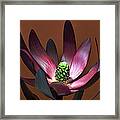 Levcodendron Framed Print