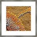 Lichen Formation, Red Rock Coulee Framed Print