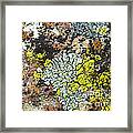 Lichens On A Rock Framed Print