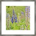 Life Of A Lupine Framed Print