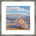 Life's A Beach - Murex Ramosus Seashell - Square Framed Print