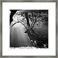 Light And Deer Framed Print