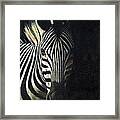 Zebra in Light and Shadow Framed Print
