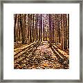 Light In The Forest Framed Print