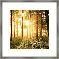 Light In The Forest. Framed Print