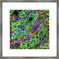 Light Micrograph Of Kidney Tissue Framed Print