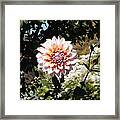 Light Pink Zinnia 1 Framed Print