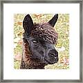 Likes Vegetarians Framed Print