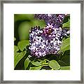 Lilac Framed Print