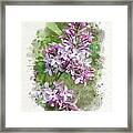 Lilac Watercolor Art Framed Print