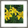 Lilies In Yellow Framed Print