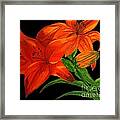 Lilies Of The Field Framed Print