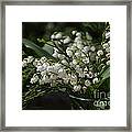 Lilies Of The Valley Framed Print