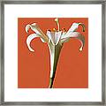 White  Lily Framed Print