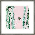 Lilium Style And Pollen Tubes, Lm Framed Print