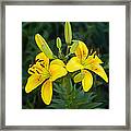 Lillies In Yellow Close-up Framed Print