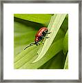 Lily Beetle Framed Print