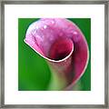 Lily Curves Framed Print