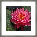 Lily Flower In Bloom Framed Print