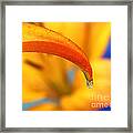 Lily In A Dew Drop Framed Print