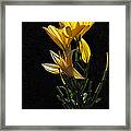 Lily Light Framed Print