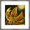 Lily In Orange And Yellow Framed Print