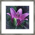 Lily Marlene Framed Print