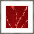 Lily - Limited Edition 1 Of 4 Framed Print