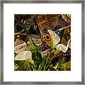 Lily Of The Scrap Pile Framed Print