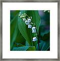 Lily Of The Valley Framed Print