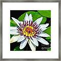 Lily On The Water Framed Print