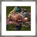 Lily Pad Lounger Framed Print