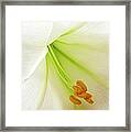 Lily Stamen Framed Print