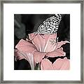 Lily With Butterly Framed Print