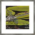 Lilypad Clubtail On A Lily Pad Framed Print