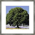 Linden Tree In Summer Framed Print