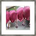 Line Of The Hearts Framed Print