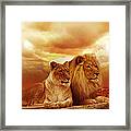 Lion Couple Without Frame Framed Print
