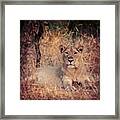 Lion Cub Framed Print