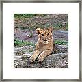 Lion Cub Framed Print