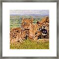 Lion Family Framed Print