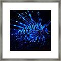 Lion Fish Framed Print